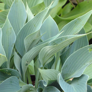 Hosta 'Halcyon'