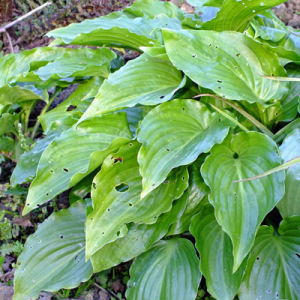 Hosta 'Invincible'