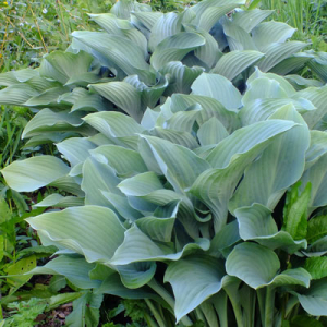 Hosta 'Krossa Regal'