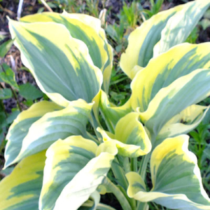 Hosta 'Liberty'