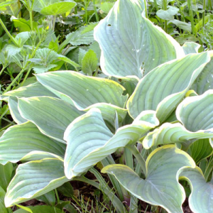 Hosta 'Sagae'