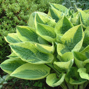 Hosta 'Wide Brim'