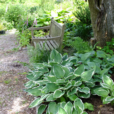 Hosta 'Francee' and Bench