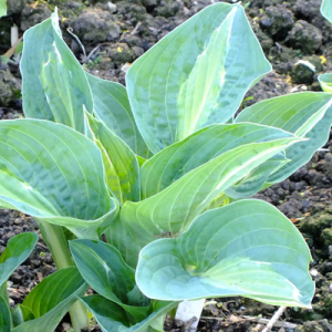 Hosta 'Touch of Class'