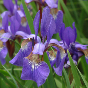 Iris 'Blue King' (sibirica)