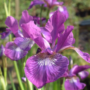 Iris 'Ewen' (sibirica)