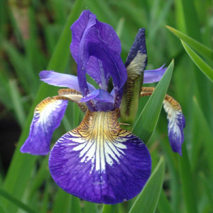 Iris 'Flight of Butterflies' (sibirica)