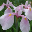 Iris ensata 'Rose Queen'