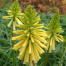 Kniphofia 'Brimstone'