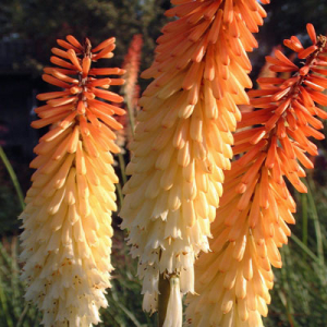 Kniphofia 'Painted Lady'