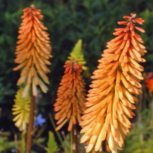 Kniphofia 'Tawny King'