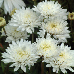 Leucanthemum x superbum 'Horace Read'