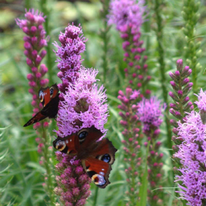 Liatris spicata