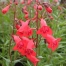 Penstemon 'Firebird' ( P.'Schoenholzeri' )
