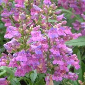 Penstemon heterophyllus 'Heavenly Blue'