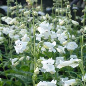 Penstemon 'White Bedder' ('Snowstorm')
