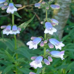 Penstemon 'Sour Grapes' ('Stapleford Gem')