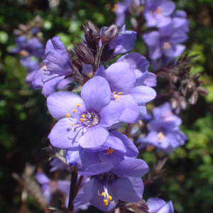 Polemonium yezoense var. hidakanum 'Bressingham Purple'