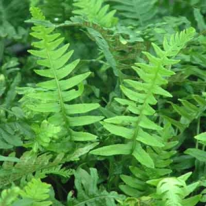 Polypodium vulgare
