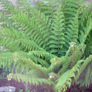 Polystichum braunii