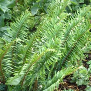 Polystichum munitum
