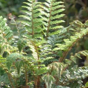 Polystichum polyblepharum