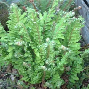 Polystichum setiferum 'Congestum'