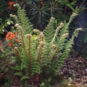 Polystichum setiferum Plumosomultilobum Group - ('Plumosum Densum')