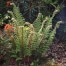 Polystichum setiferum Plumosomultilobum Group - ('Plumosum Densum')