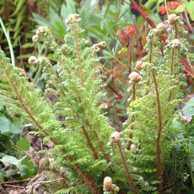Native Ferns 6 plant collection