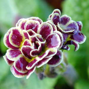 Primula 'Elizabeth Killelay'