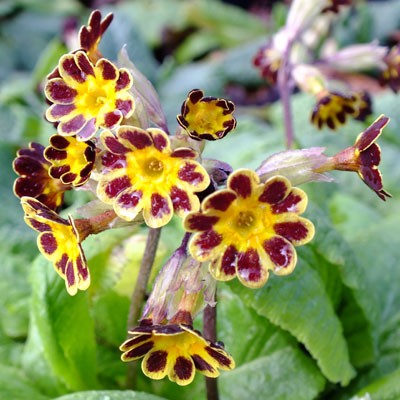 Primula Gold-laced Group