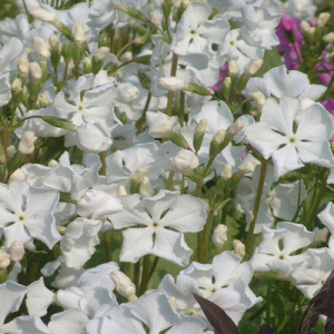Primula sieboldii 'Snowdrop'