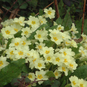 Primula vulgaris (Primrose)