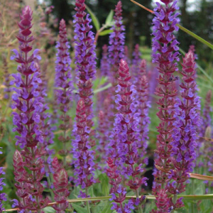 Salvia nemorosa 'Ostfriesland' (East Friesland)
