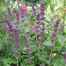 Salvia verticillata 'Purple Rain'