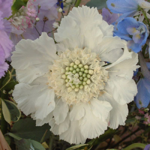 Scabiosa caucasica 'Perfecta Alba'