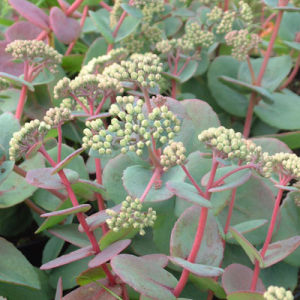 Sedum telephium subsp. ruprechtii
