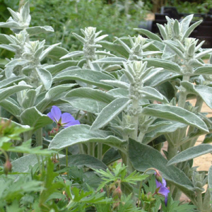 Stachys byzantina 'Silver Carpet' (S.lanata S.olympica)