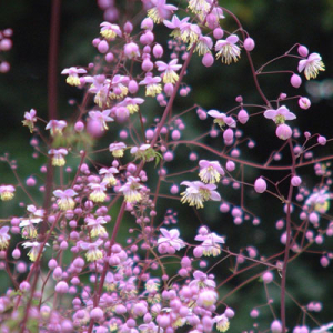 Thalictrum delavayi (dipterocarpum)