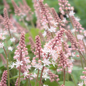 Tiarella 'Pink Skyrocket'