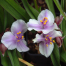 Tradescantia 'Bilberry Ice'