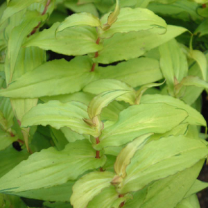 Tricyrtis 'Lightning Strike'