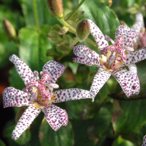 Tricyrtis formosana Stolonifera group