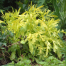 Valeriana phu 'Aurea'
