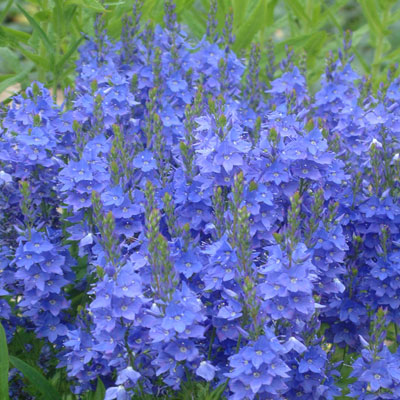 Veronica 'Crater Lake Blue'