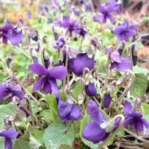 Viola odorata