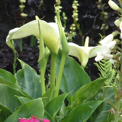 Zantedeschia aethiopica (Lily of the Nile)