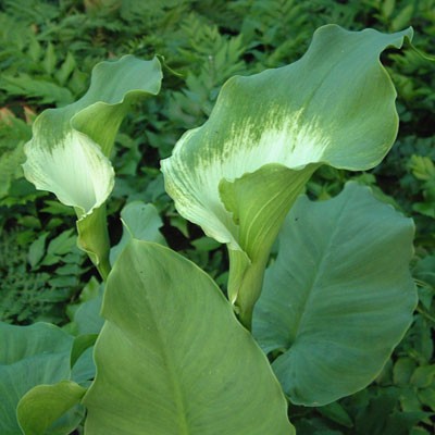 Zantedeschia aethiopica 'Green Goddess' (Lily of the Nile)
