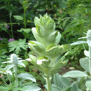 Acanthus dioscorides var. perringii